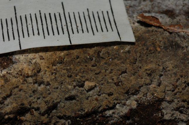 Un Phanerochaete da determinare (Hyphodermella corrugata)